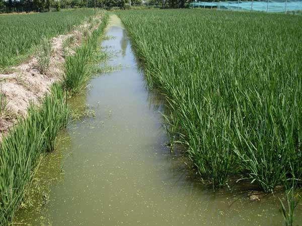 重庆市农田高效微流水种养技术