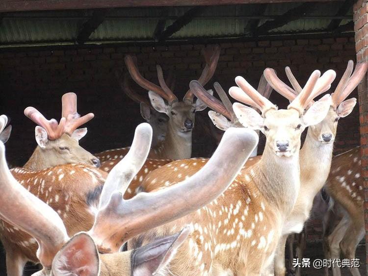 养殖土拨鼠致富_养殖土拨鼠的经济价值_养土拨鼠赚钱吗