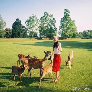 养殖土拨鼠的经济价值_养殖土拨鼠致富_养土拨鼠赚钱吗