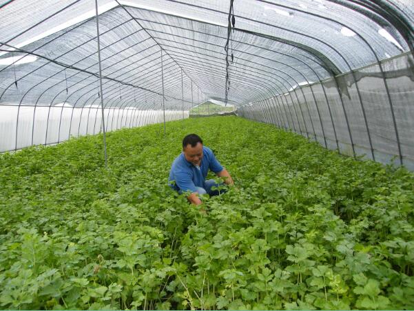 防风种子处理方法_籽播防风种植技术_籽播防风生长周期