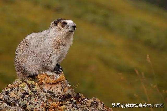 致富养殖土拨鼠图片_养殖土拨鼠致富_养土拨鼠赚钱吗