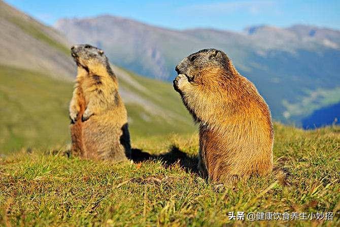 致富养殖土拨鼠图片_养土拨鼠赚钱吗_养殖土拨鼠致富