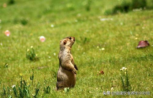 致富养殖土拨鼠图片_养殖土拨鼠致富_养土拨鼠赚钱吗