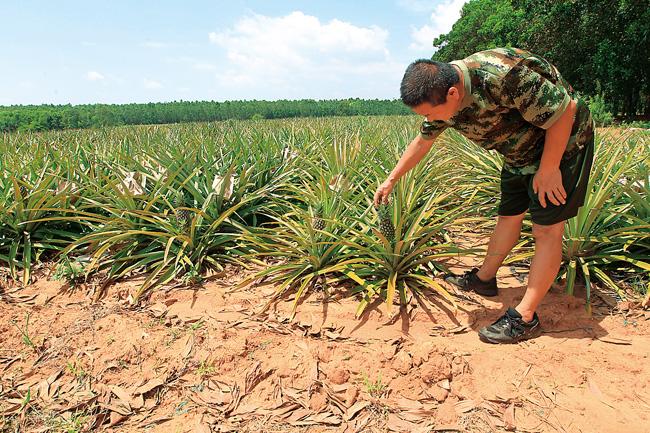 2021种凤梨赚钱吗_凤梨种植致富项目_致富种植凤梨项目介绍