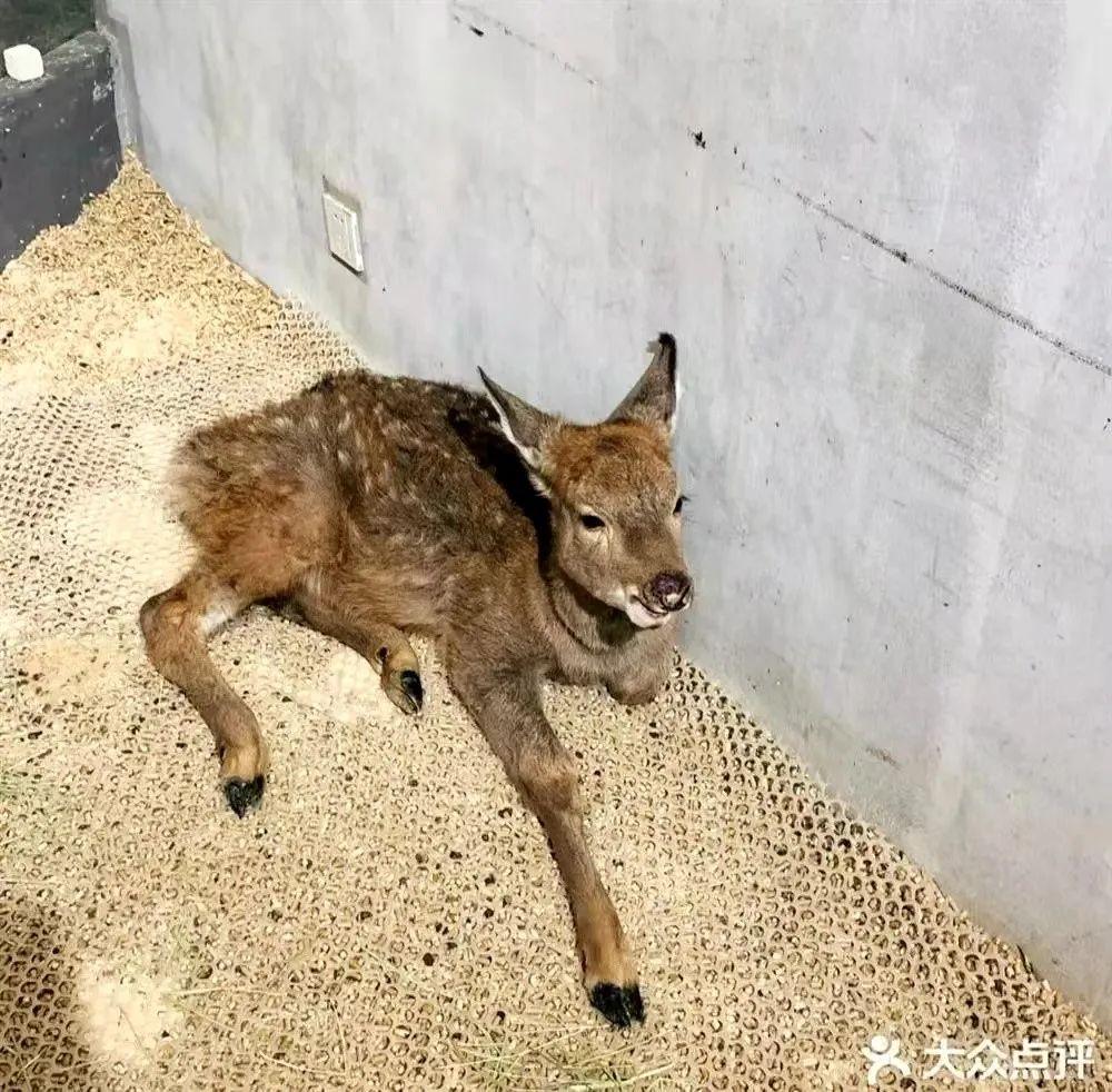 养殖土拨鼠致富_致富养殖土拨鼠视频_养殖土拨鼠的经济价值