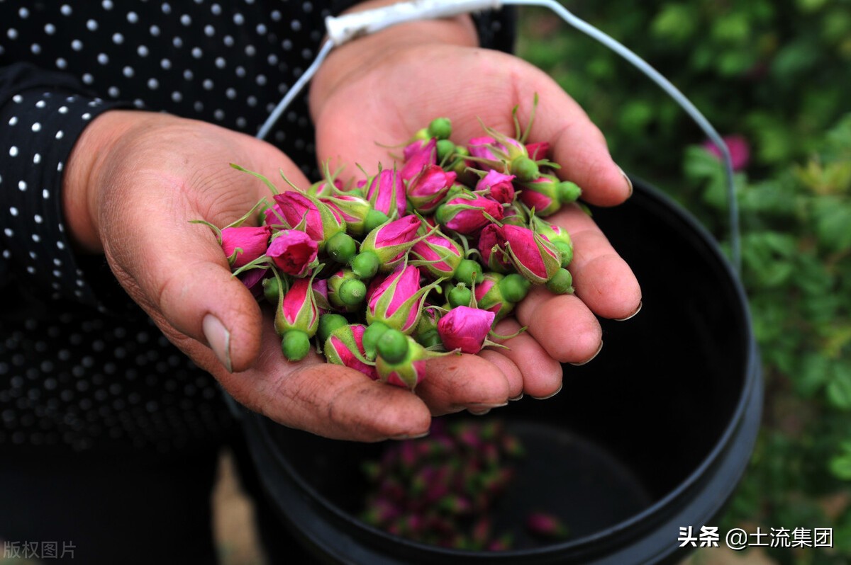 种植什么东西最赚钱农村，目前农村种植什么最好赚钱？