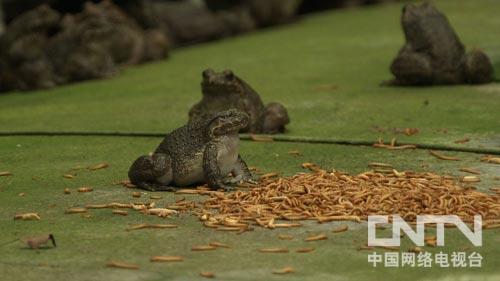 致富经石蛙养殖视频_致富经石蛙养殖技术视频_致富经深山里石蛙