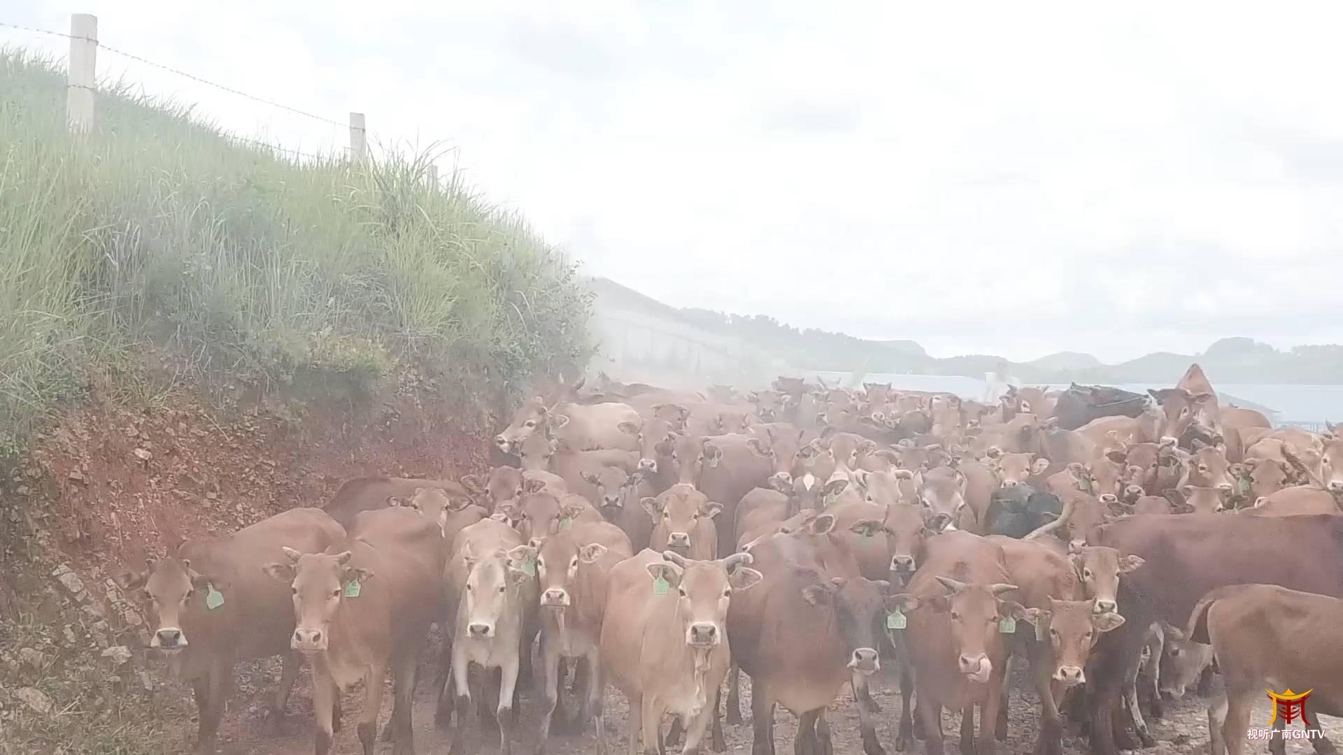 养殖致富路有哪些项目_养殖致富之路_养殖致富的路人