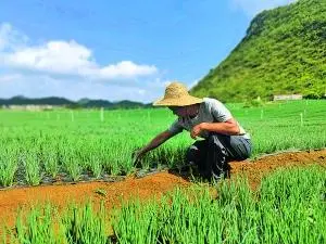 马场镇马路村：小香葱种出致富大产业