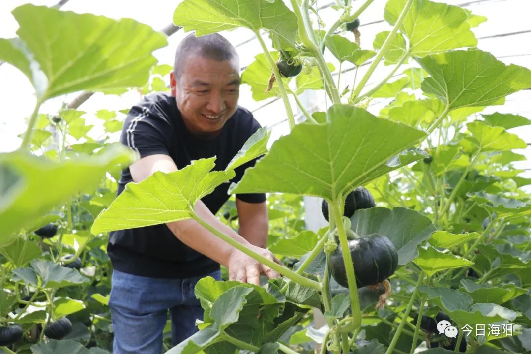 看！海阳核电区这个村的贝贝南瓜变身“致富瓜”！