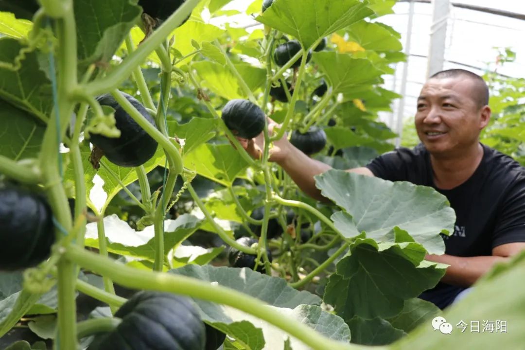 南瓜贝贝7月份种的技术和管理_贝贝小南瓜种植技术_南瓜贝贝种植技术小结怎么写