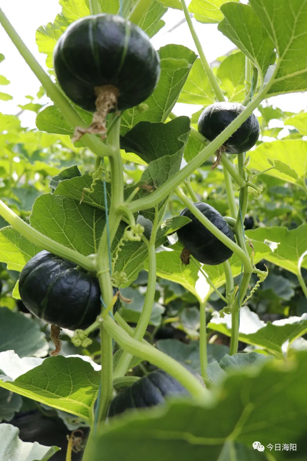 南瓜贝贝7月份种的技术和管理_南瓜贝贝种植技术小结怎么写_贝贝小南瓜种植技术