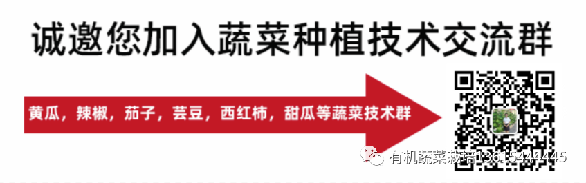 阳台盆栽贝贝南瓜！掌握这几点，一棵结果十来个