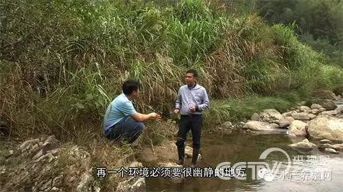 棘胸蛙养殖场地建设示意图_致富经养蛙视频全集_致富经 浙江 棘胸蛙