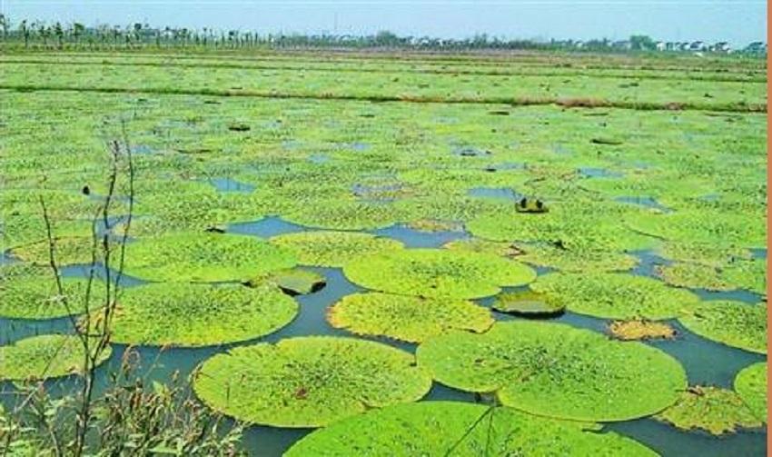 籽播防风种植技术_籽播防风生长周期_籽播防风亩产量