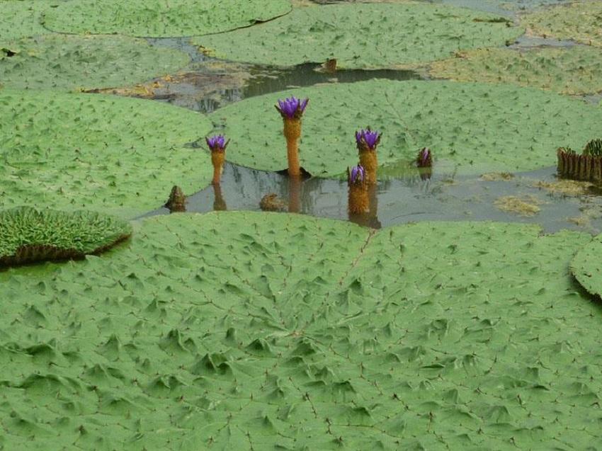 籽播防风生长周期_籽播防风亩产量_籽播防风种植技术