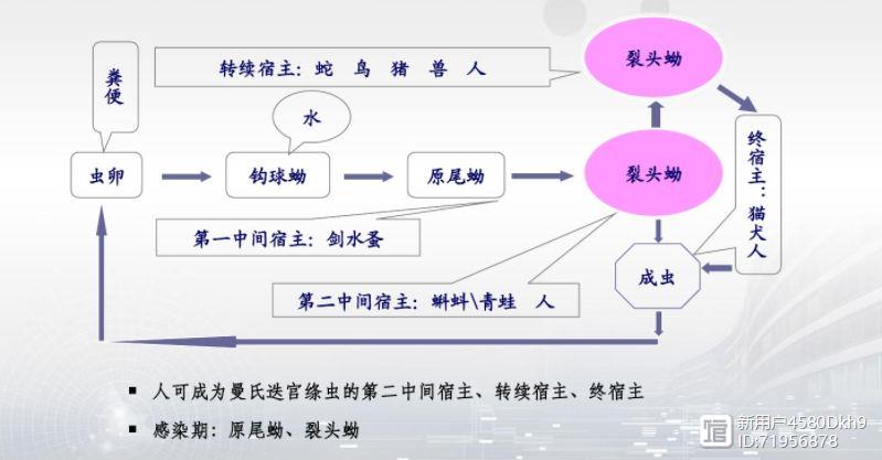 棘胸蛙多少钱一斤_棘胸蛙驯养繁殖证申办_致富经 浙江 棘胸蛙