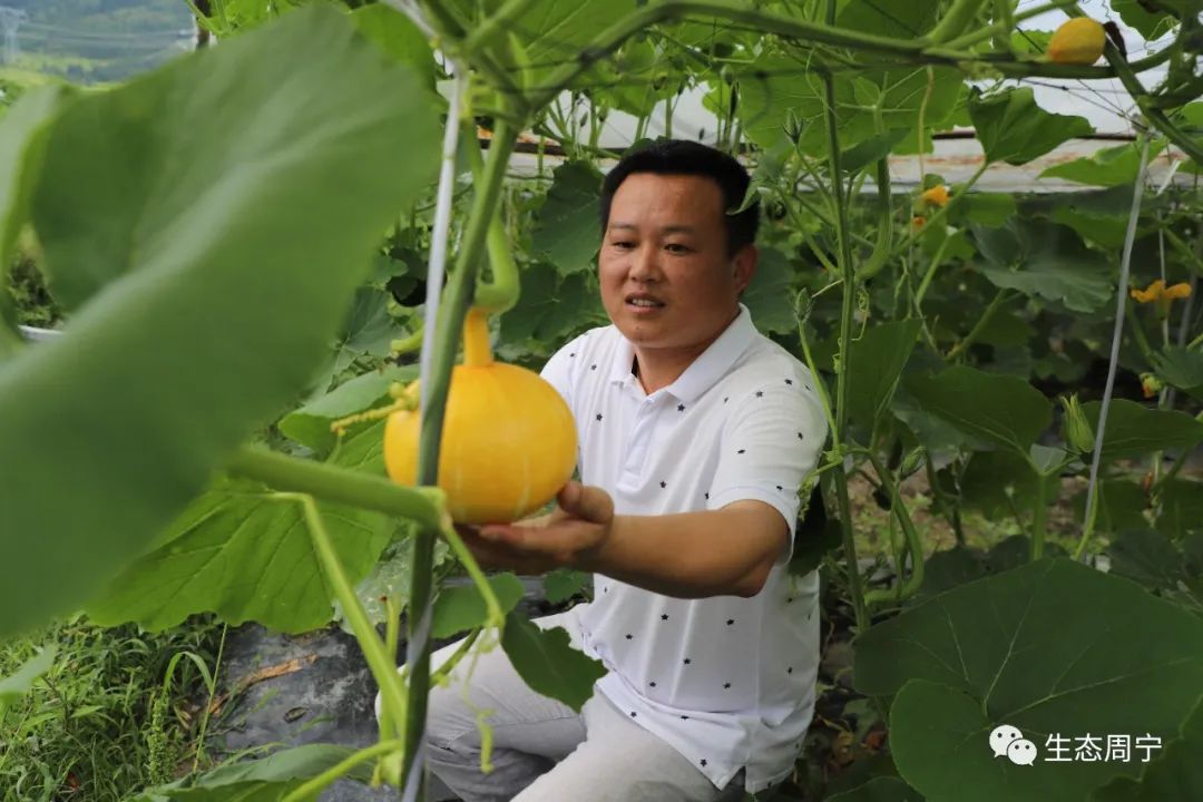 南瓜贝贝种植技术小结_贝贝小南瓜种植技术_南瓜贝贝的种植方法