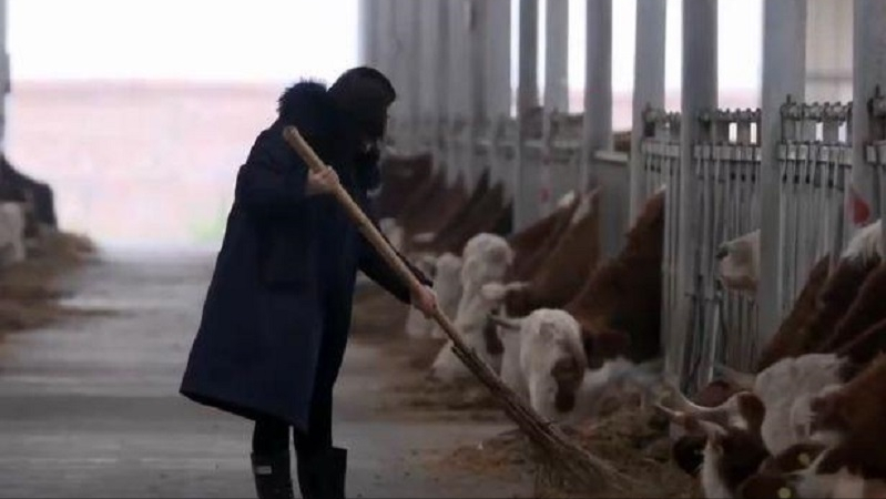 牛粪养猪技术成熟吗_牛粪养猪技术视频_牛粪养殖致富案例