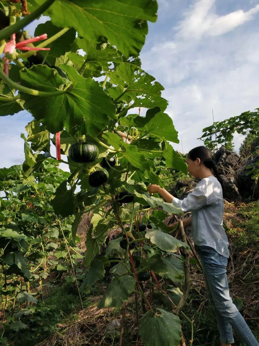 贝贝小南瓜种植技术_南瓜贝贝7月份种的技术和管理_南瓜贝贝的种植方法