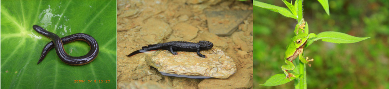 李成 （中国科学院成都生物研究所）:蝌蚪变成青蛙，除了去尾长腿，还要……