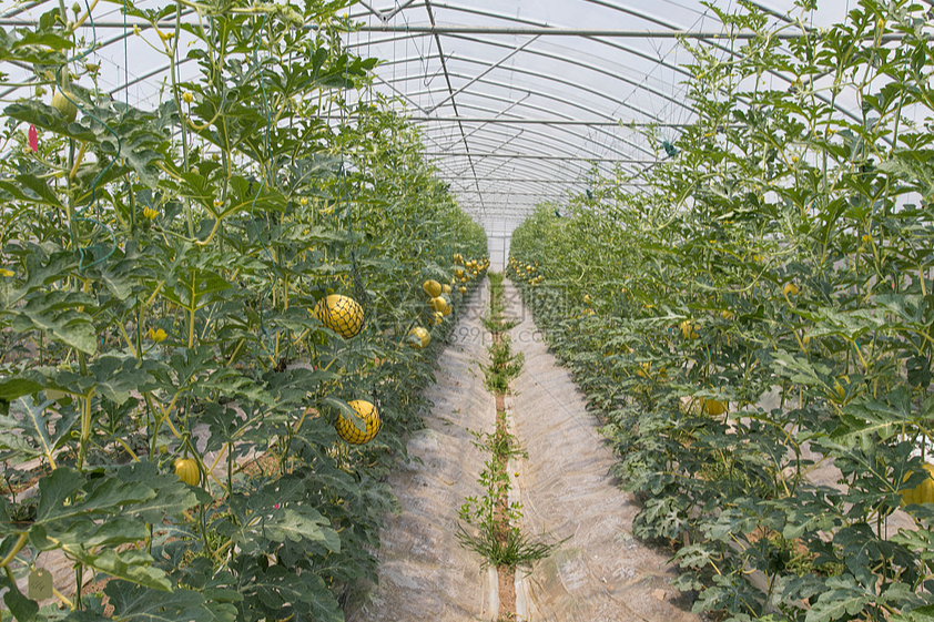 种植方面技术有哪些_种植方面的技术_种植的技术