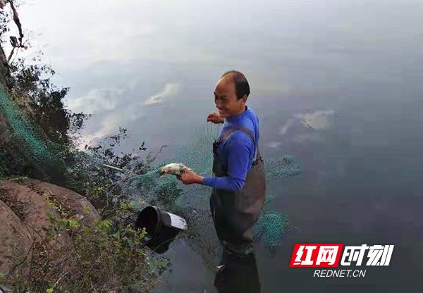 致富经 六亩鱼塘养殖鳜鱼_致富养殖鱼塘鳜鱼图片_致富养殖鱼塘鳜鱼视频