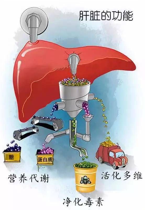 养殖全程肉鸡技术视频_肉鸡养殖全程技术_养殖肉鸡技术视频