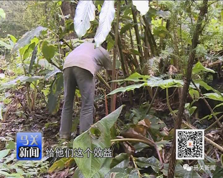 草果高产技术大全_草果高产种植技术_高产种植草果技术要求