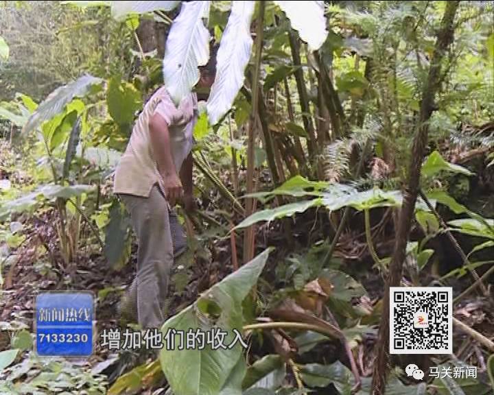 草果高产种植技术_高产种植草果技术要求_草果高产技术大全