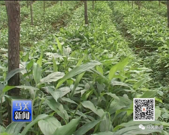 草果高产技术大全_草果高产种植技术_高产种植草果技术要求