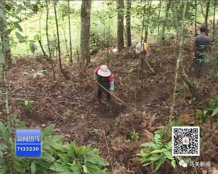 高产种植草果技术要求_草果高产技术大全_草果高产种植技术