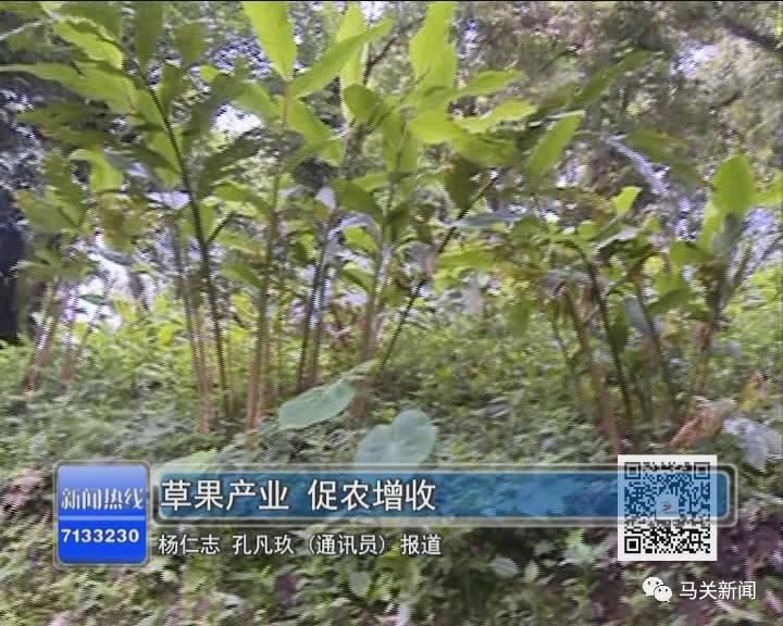 草果高产种植技术_高产种植草果技术要求_草果高产技术大全