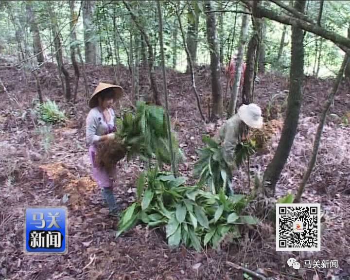 草果高产技术大全_高产种植草果技术要求_草果高产种植技术