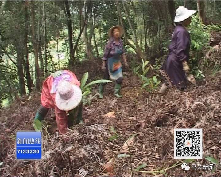 草果高产技术大全_高产种植草果技术要求_草果高产种植技术