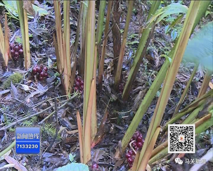 高产种植草果技术要求_草果高产种植技术_草果高产技术大全