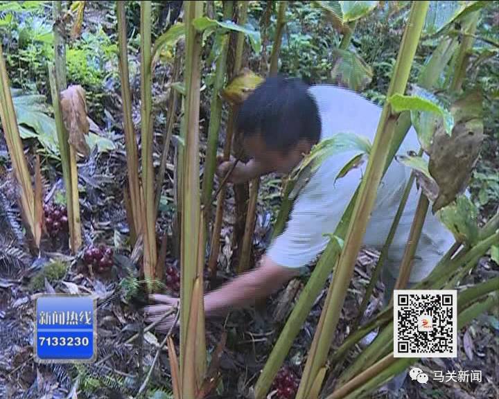 草果高产种植技术_草果高产技术大全_高产种植草果技术要求