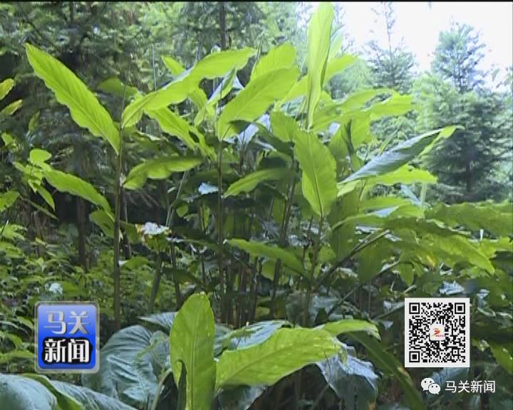 草果高产种植技术_高产种植草果技术要求_草果高产技术大全