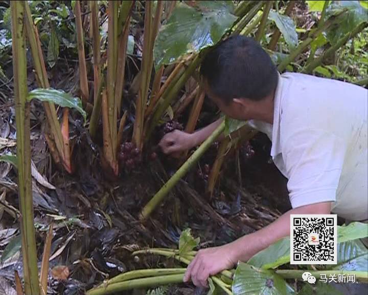 草果高产技术大全_草果高产种植技术_高产种植草果技术要求