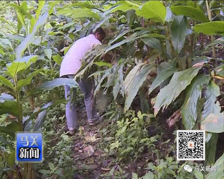 高产种植草果技术要求_草果高产技术大全_草果高产种植技术