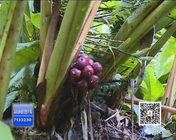 草果高产技术大全_草果高产种植技术_高产种植草果技术要求