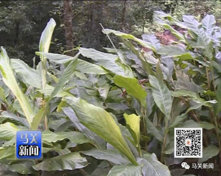 草果高产技术大全_高产种植草果技术要求_草果高产种植技术