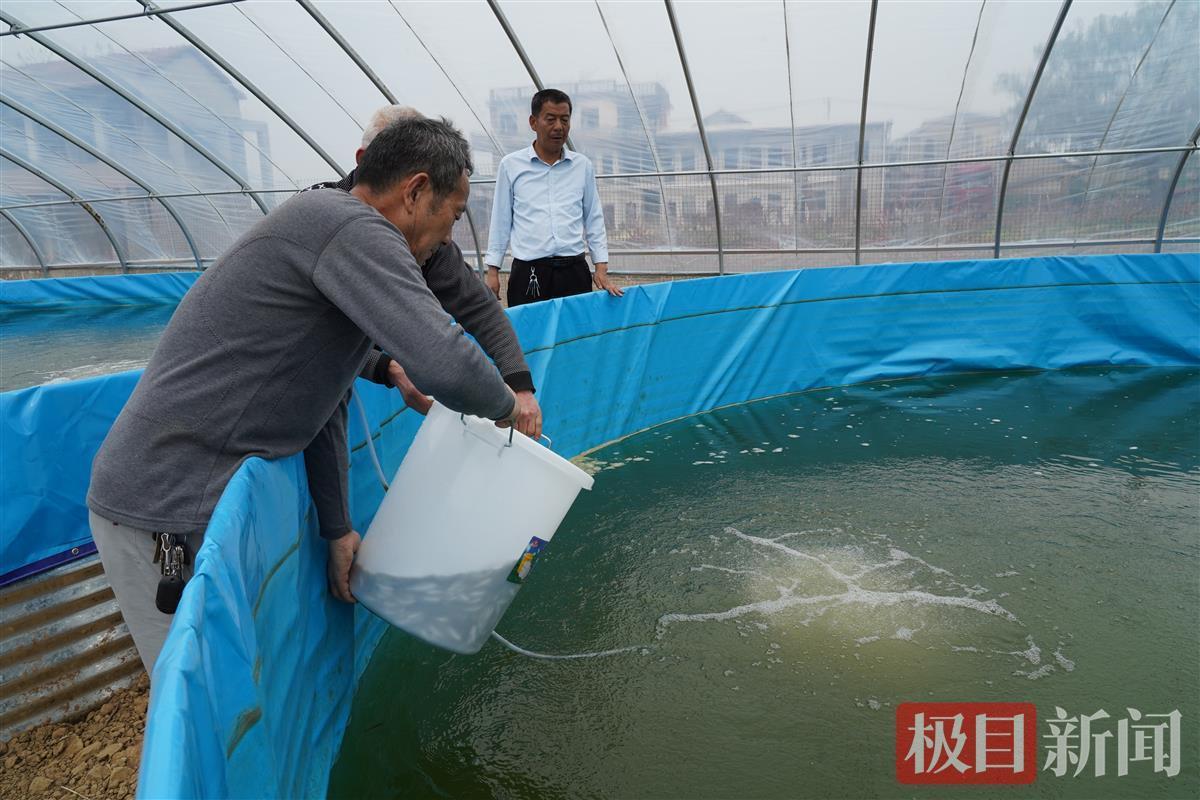 鳜鱼池塘养殖技术_致富经 六亩鱼塘养殖鳜鱼_致富养殖鱼塘鳜鱼视频