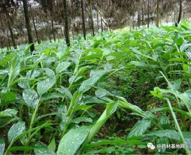 草果高产技术大全_草果高产种植技术_高产种植草果技术要求