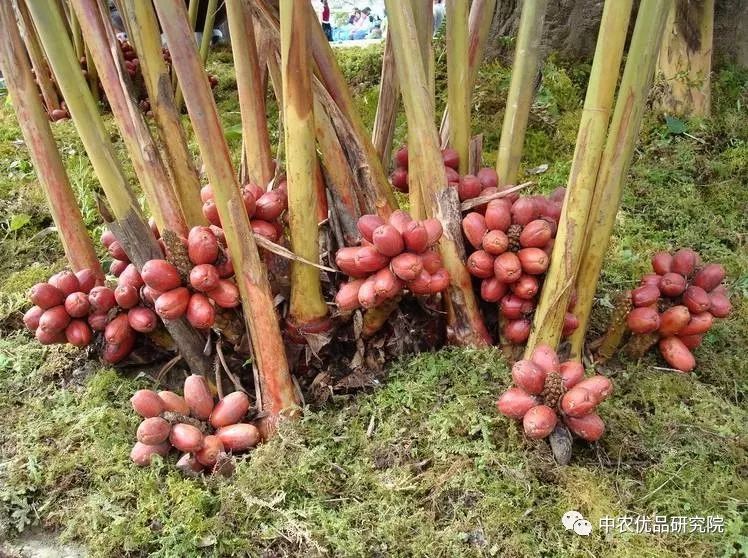 高产种植草果技术有哪些_高产种植草果技术要点_草果高产种植技术