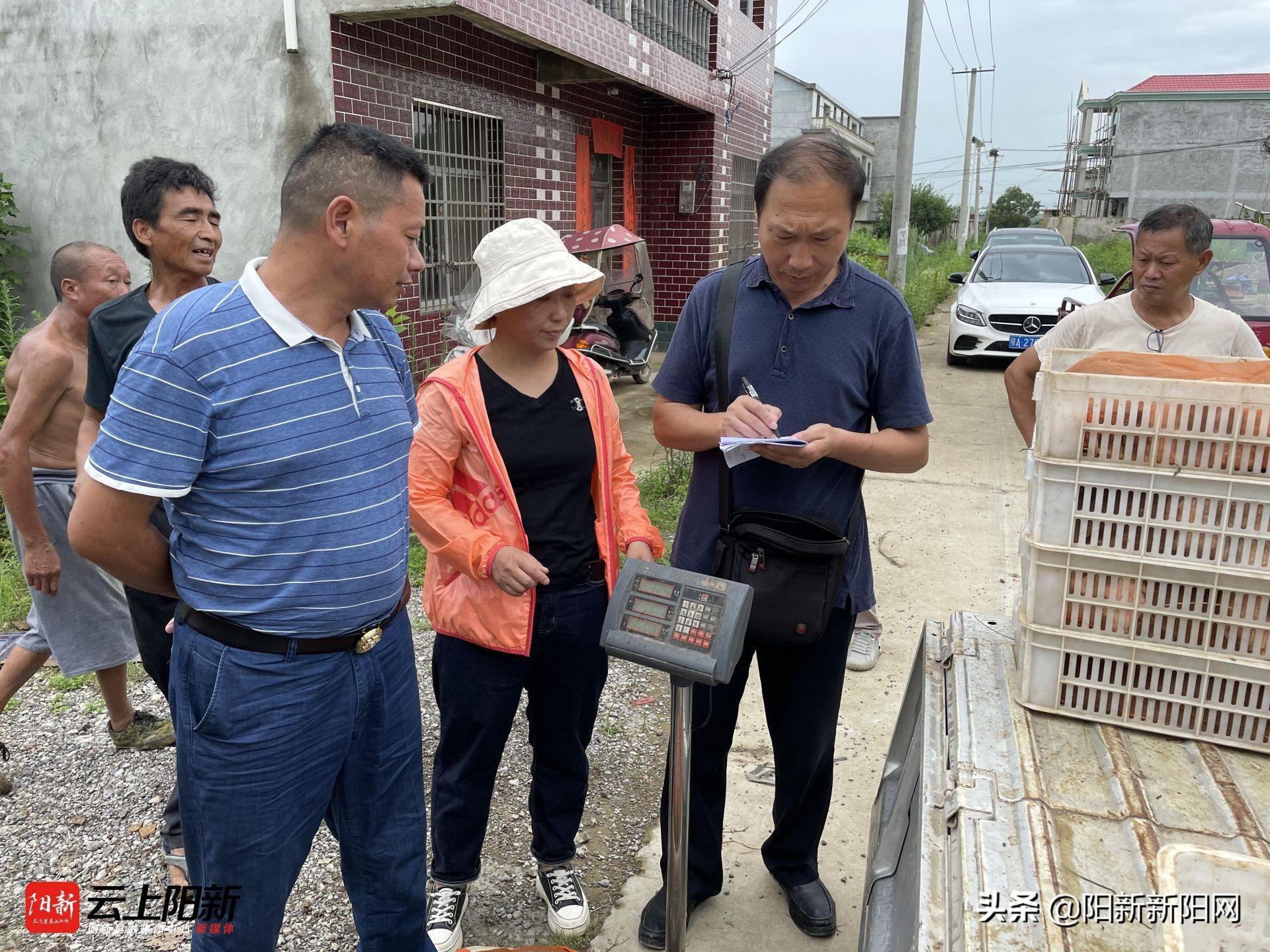 致富养殖鱼塘鳜鱼怎么样_致富经 六亩鱼塘养殖鳜鱼_鳜鱼池塘养殖