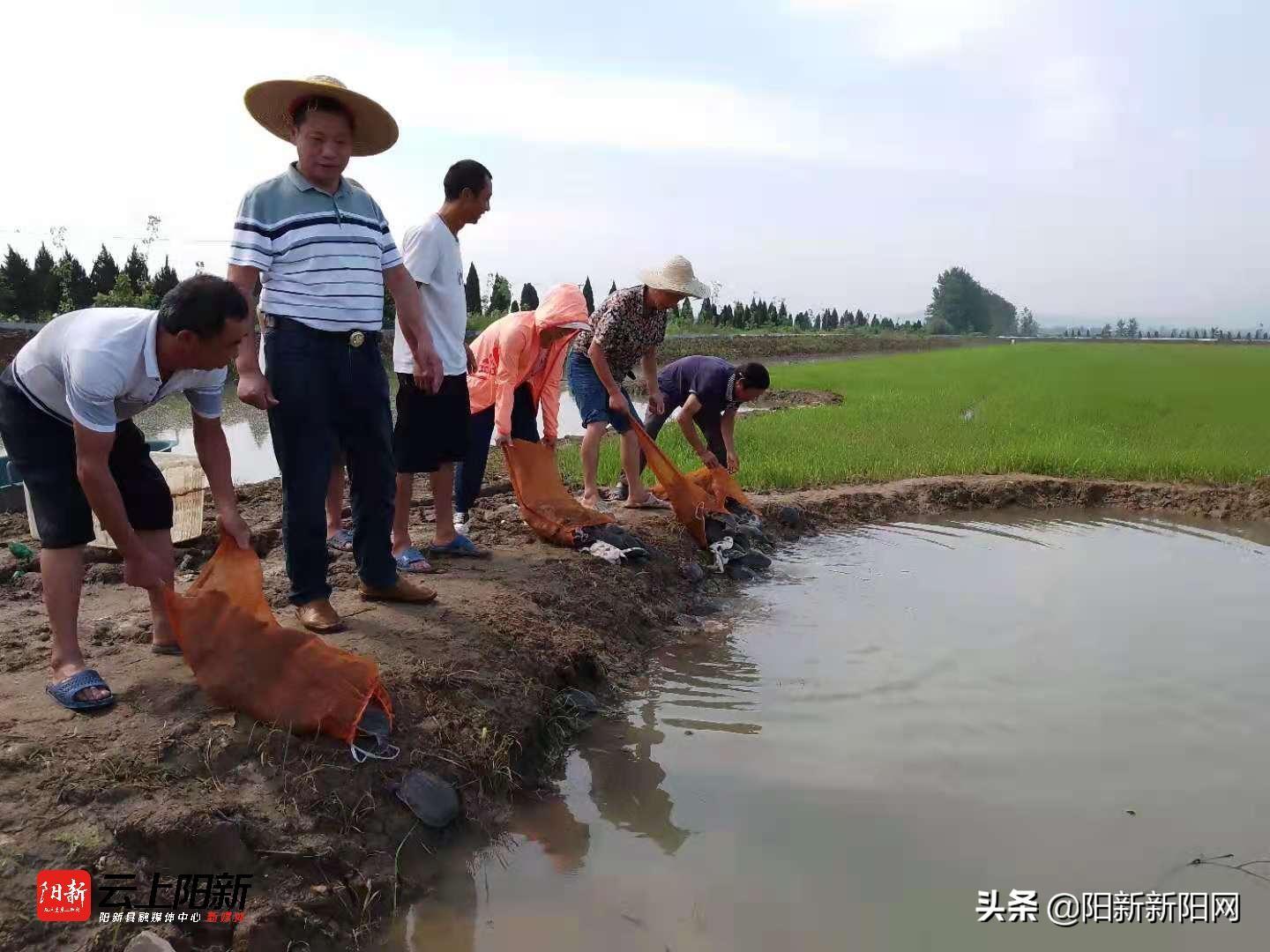 致富经 六亩鱼塘养殖鳜鱼_鳜鱼池塘养殖_致富养殖鱼塘鳜鱼怎么样