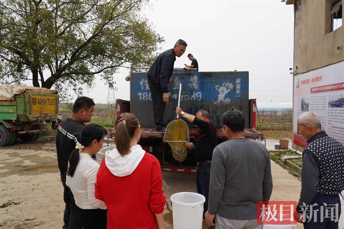 致富经 六亩鱼塘养殖鳜鱼_鳜鱼池塘养殖_致富养殖鱼塘鳜鱼图片