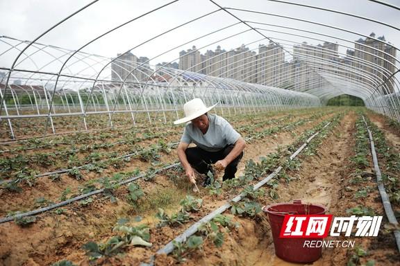 种草致富经_致富经种草莓尹淑萍_高手种植草莓致富