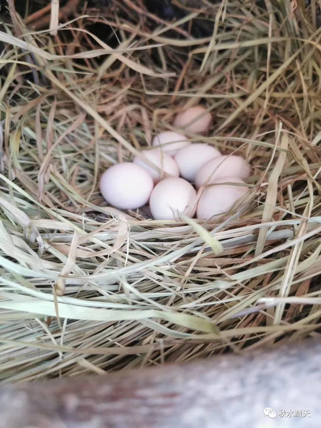 致富经花生壳喂猪_花生壳养猪饲料配方_致富花生壳喂猪好吗